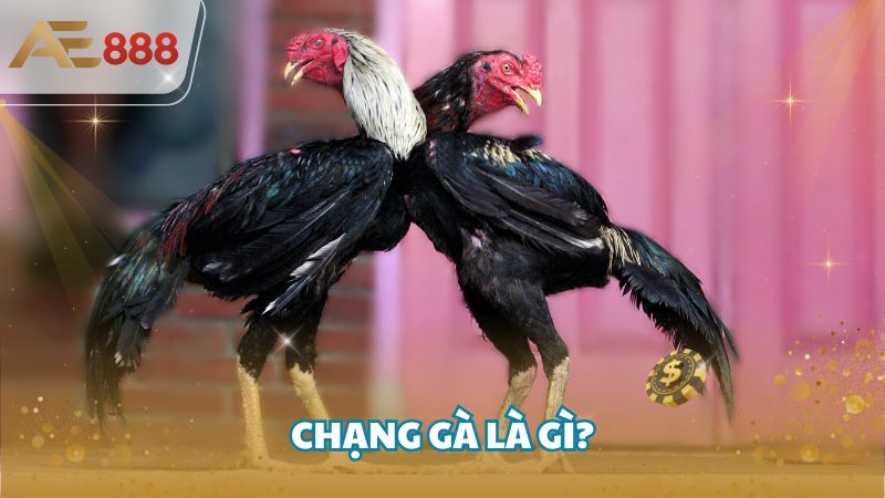 Chang ga la gi 2 - Chạng gà là gì? Làm sao xác định chạng gà hay nhất?