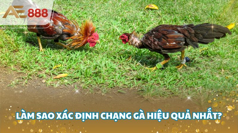 Chang ga la gi 3 - Chạng gà là gì? Làm sao xác định chạng gà hay nhất?