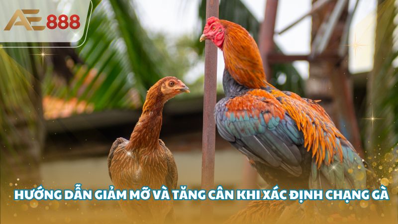 Chang ga la gi 4 - Chạng gà là gì? Làm sao xác định chạng gà hay nhất?