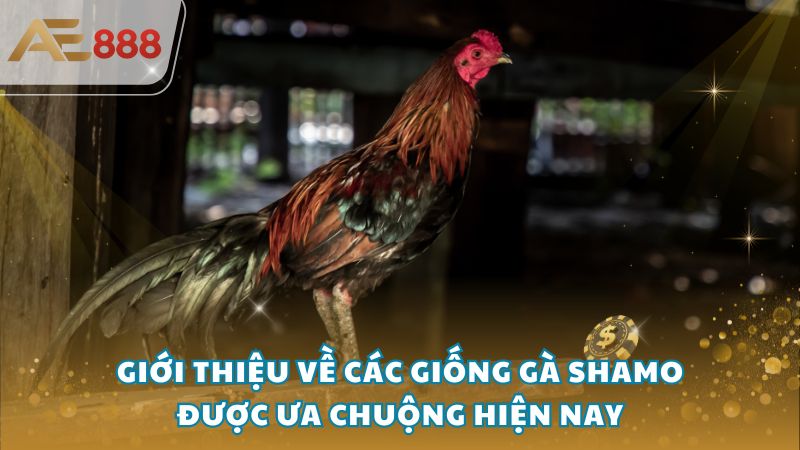 ga shamo 1 - Giới thiệu về các giống gà Shamo được ưa chuộng hiện nay