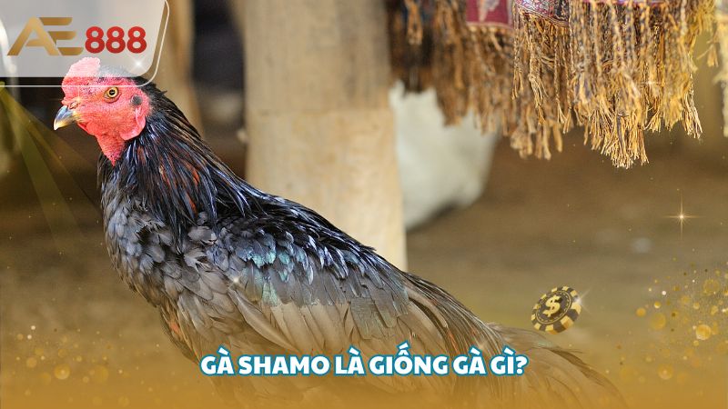 ga shamo 2 - Giới thiệu về các giống gà Shamo được ưa chuộng hiện nay