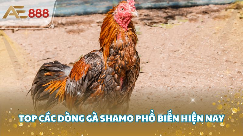 ga shamo 3 - Giới thiệu về các giống gà Shamo được ưa chuộng hiện nay