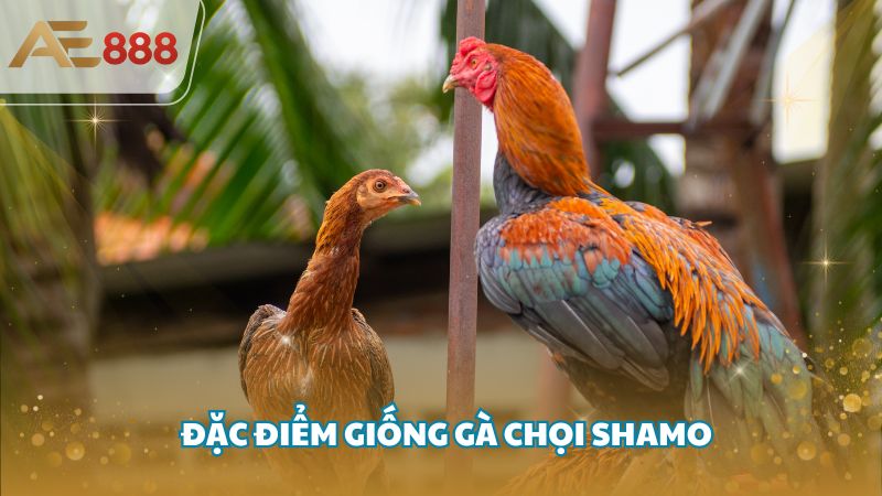ga shamo 4 - Giới thiệu về các giống gà Shamo được ưa chuộng hiện nay
